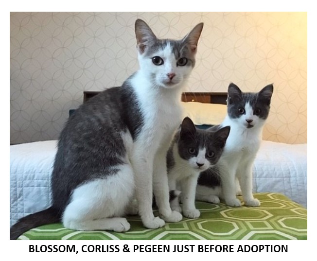 Meow, Meow, Meow – Hollis Cobb’s Pets of the Week Keep Pete Kraus on his Toes