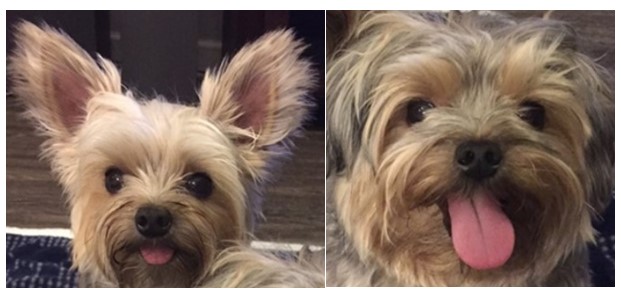 Adorable Yorkies are this Week’s Hollis Cobb Pets of the Week