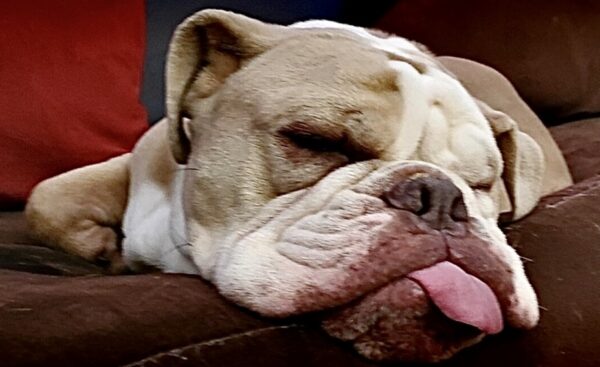 This Week’s Hollis Cobb Pet of the Week is a Bulldog